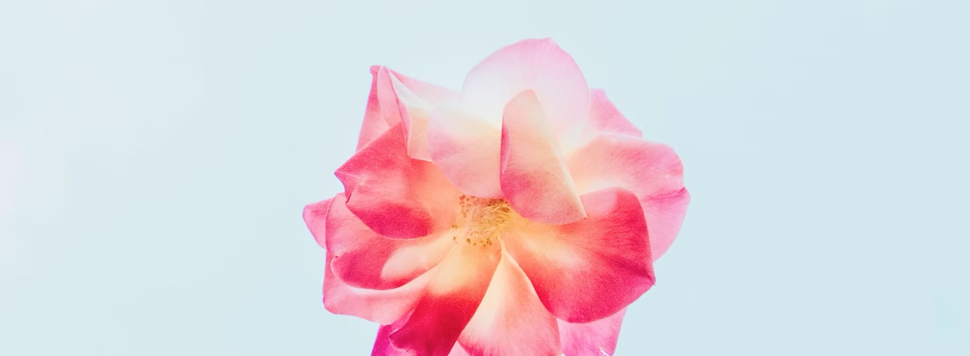 light pink rose on blue background